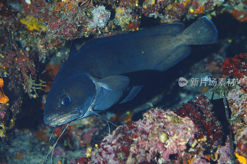 海洋生物。GAIDROPSARUS MEDITERRANEUS鱼在水下地中海水肺潜水员的观点。
Gaidropsarus mediterraneus -三个长胡子的摇滚歌手，Seequappe, Motelle De Mediterrane-Gelincik